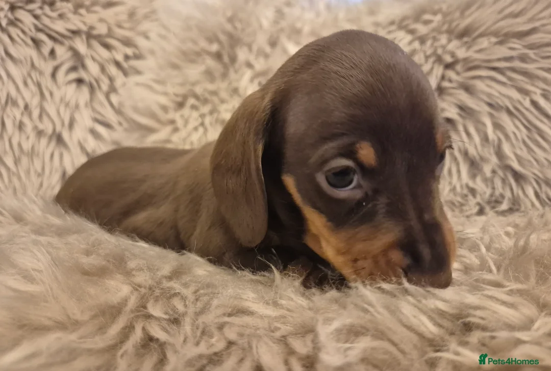 Miniature Dachshund dogs for sale: Adorable KC Pedigree Miniature Dachshund Puppies - Advert 21