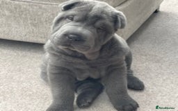Shar Pei dogs for stud: TOP QUALITY -BEAUTIFUL BEARCOAT STUD in Wetherby - Image 12