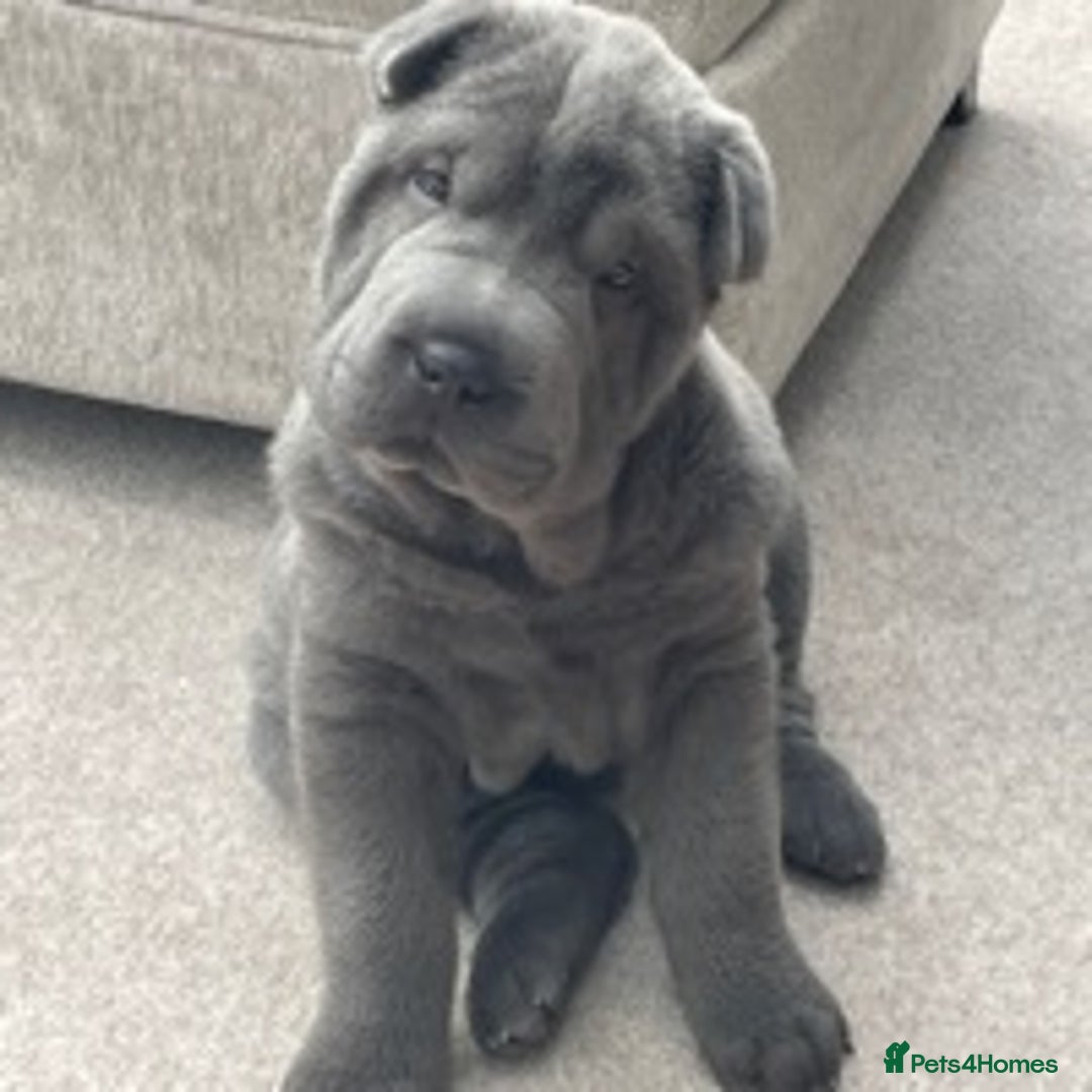 Shar Pei dogs for stud: TOP QUALITY -BEAUTIFUL BEARCOAT STUD in Wetherby - Image 12