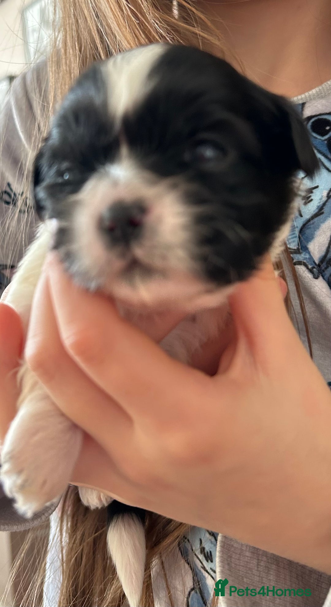 Shih Tzu dogs for sale: Beautiful shih tzu pups for sale  - Advert 12