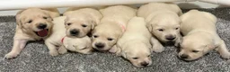 Golden Retriever dogs for sale: Beautiful healthy puppies - Advert 3