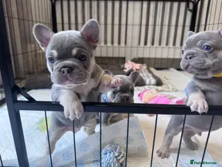 French Bulldog dogs Lilac & Tan KC Reg French Bulldog puppies - Advert 6