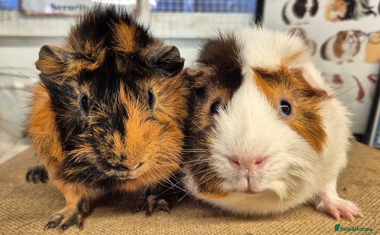 Guinea Pig rodents - Advert 1