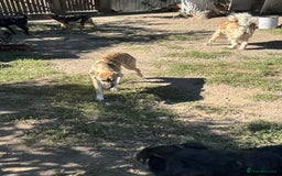 Mixed Breed dogs for adoption: EVIE - a Beautiful & Kind Girl, for a Loving Home - Image 2