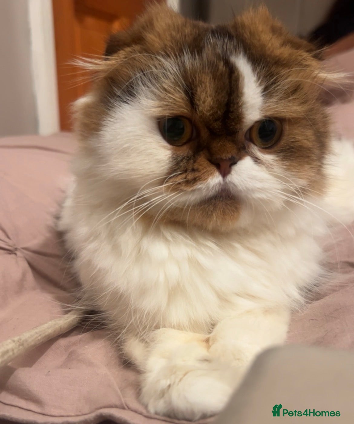 Scottish Fold cats Beautiful Scottish fold.   - Advert 1