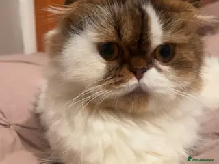 Scottish Fold cats Beautiful Scottish fold. - Advert 1