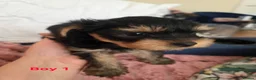 Yorkshire Terrier dogs for sale: STUNNING YORKSHIRE TERRIER PUPPIES FOR RESERVATION in Birmingham - Advert 12