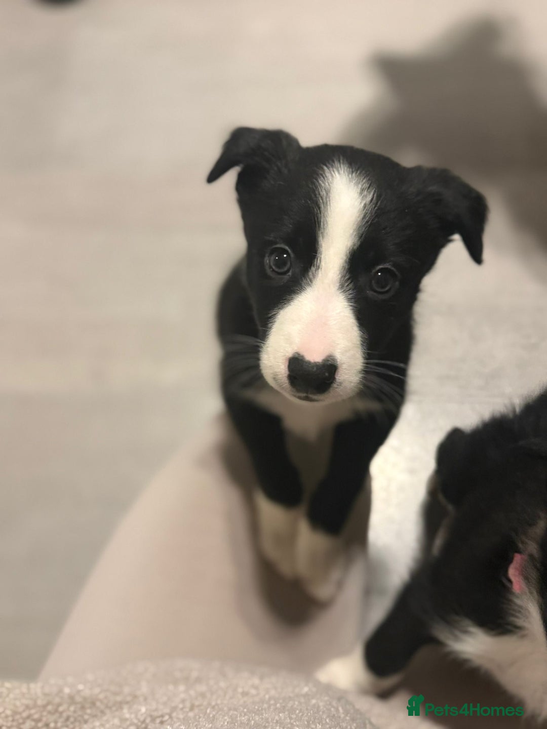 Border Collie dogs for sale: Border collie puppies  - Advert 8