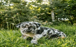 Mastiff dogs for sale: Mastiff pups  - Image 11