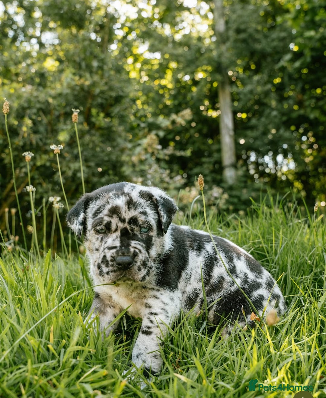 Mastiff dogs for sale: Mastiff pups  - Image 11
