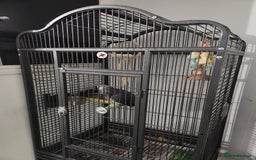 Budgerigars birds for sale: African Grey With Cage - Image 3