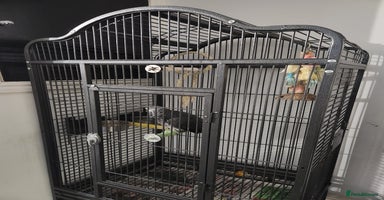 Budgerigars birds - Advert 4