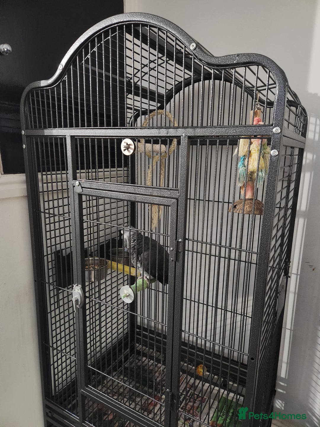 Budgerigars birds for sale: African Grey With Cage - Image 3