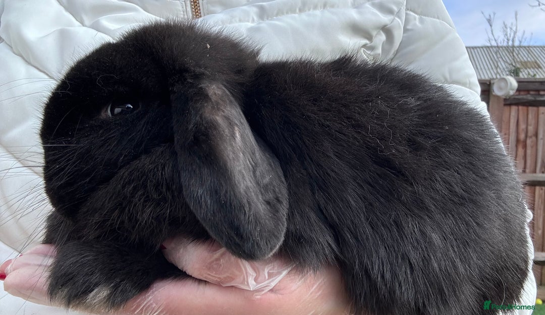 Mini Lop rabbits for sale: Adult Mini Lops Needing Loving Homes - Advert 5