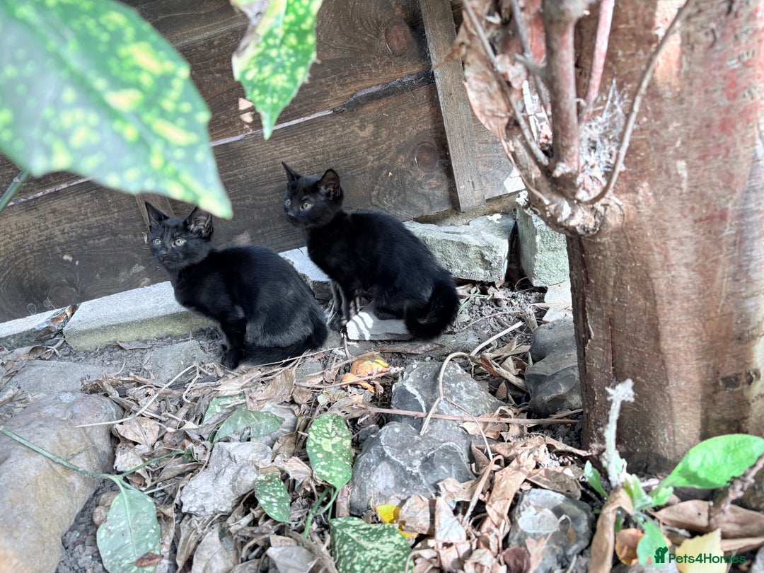 British Shorthair cats for sale: Last 2 kittens - Image 3