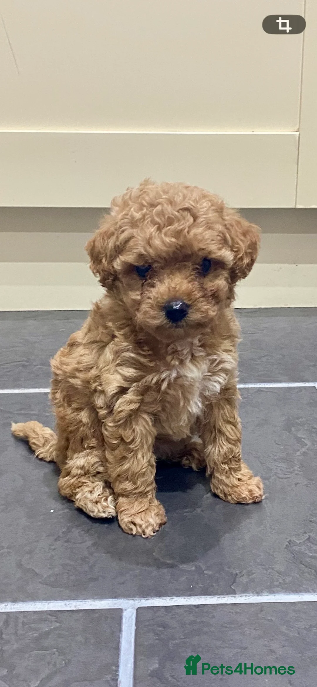 Poochon dogs for sale: ♥️RARE Tiny Asian Toy poodle Xx Toy Poochon ♥️ - Advert 12