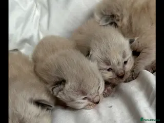 Ragdoll cats 🩷 GCCF WAITING LIST NOW OPEN 💜 - Advert 6