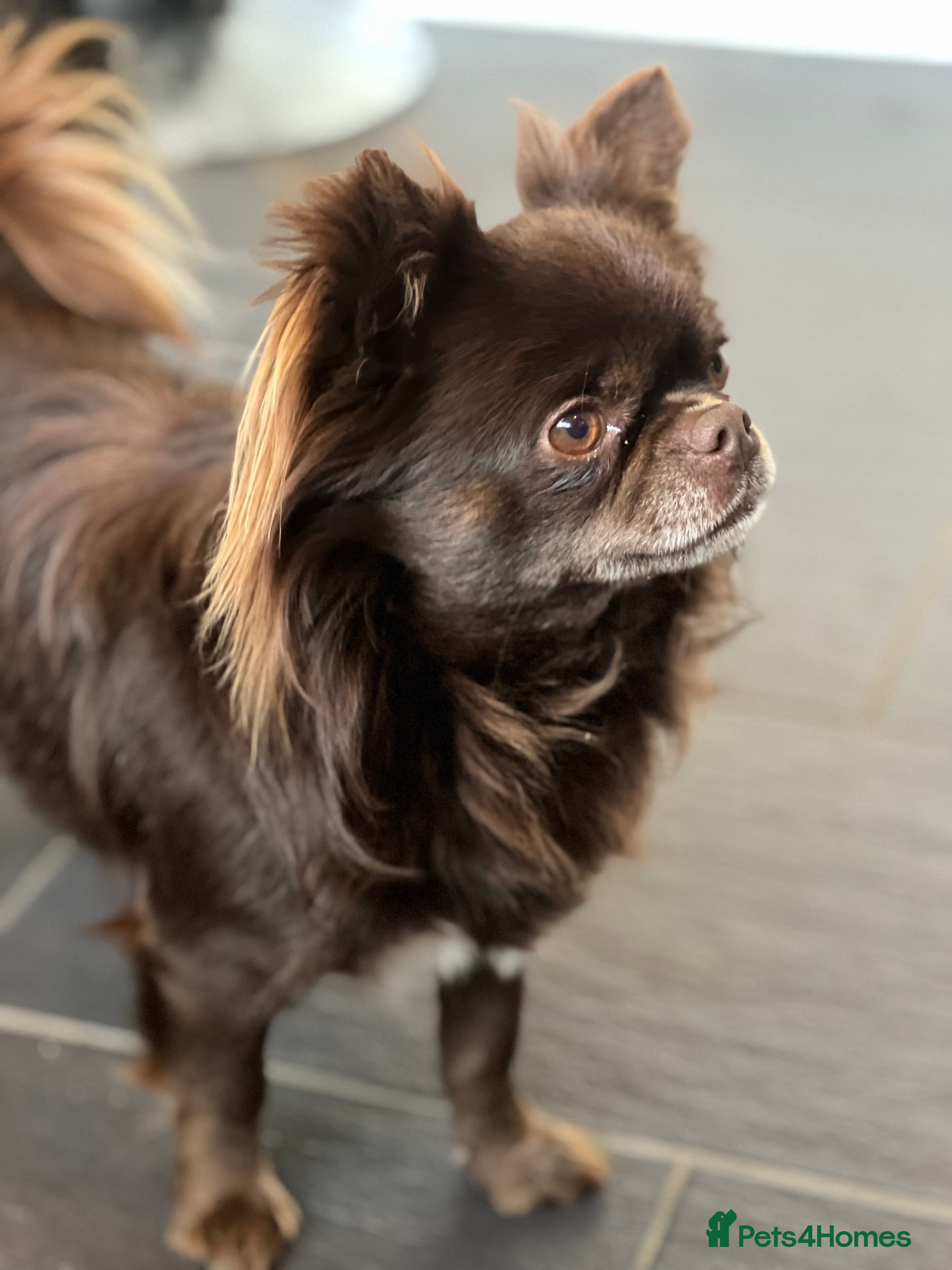 Chihuahua dogs Duke- KC Reg Chocolate Long Coat Stud Available in Tredegar - Advert 9