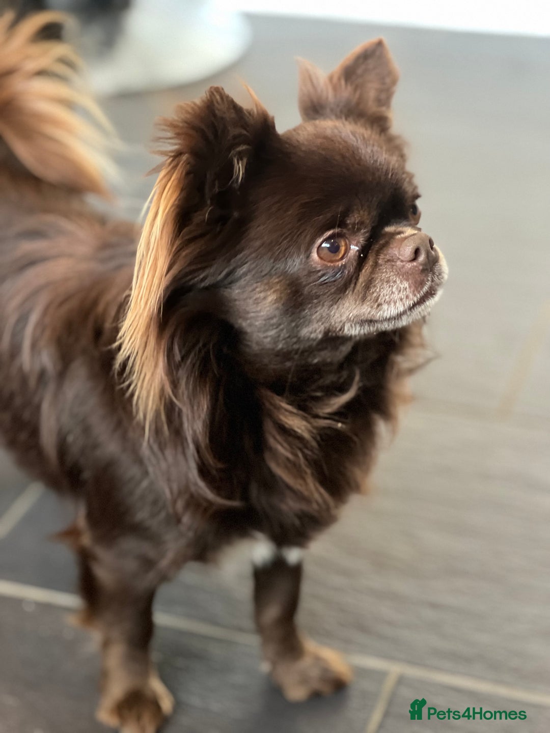 Chihuahua dogs for stud: Duke- KC Reg Chocolate Long Coat Stud Available in Tredegar - Advert 1