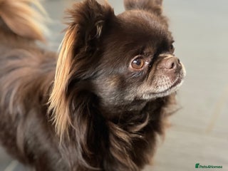 Chihuahua dogs in Tredegar - Advert 2