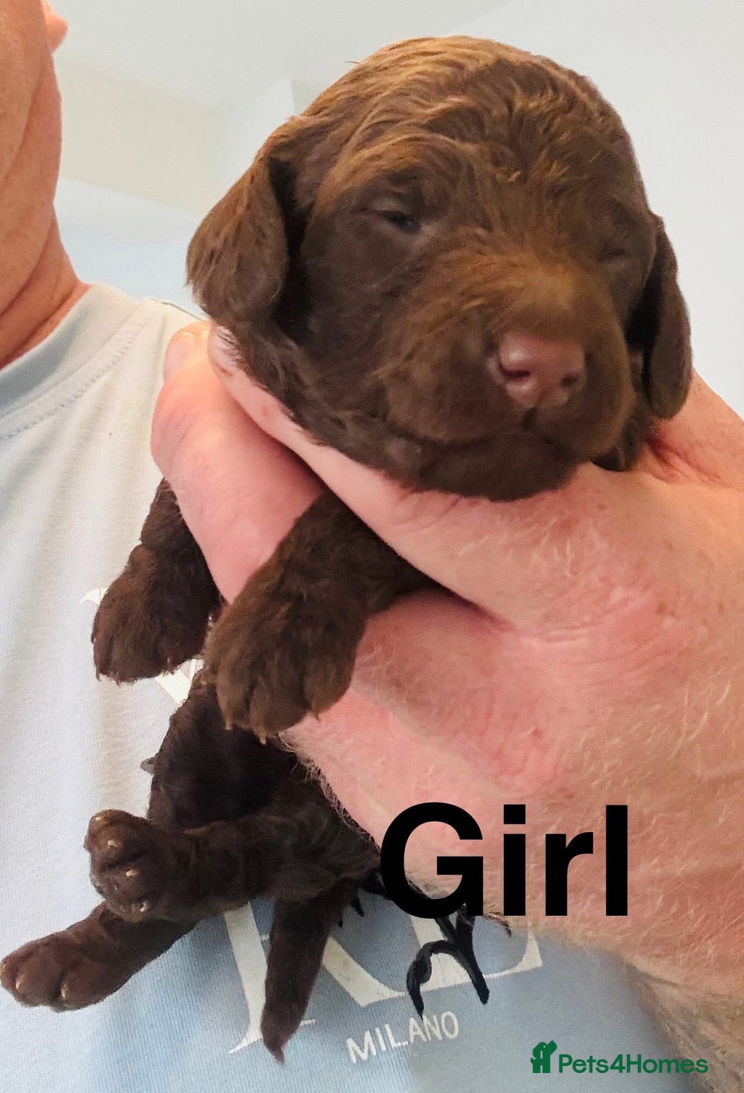 Cockapoo dogs for sale: DNA TESTED Cockapoo puppies, ready 22nd October  - Image 5