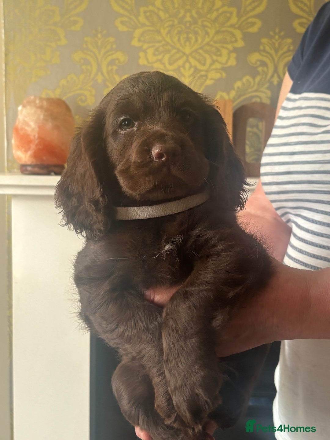 Cocker Spaniel dogs for sale: Stunning Health checked girl🩷ready to go now🐶 - Image 5