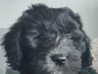 Labradoodle dogs ✨⭐ Mini Labradoodles – READY NOW! 2 Girls Left ⭐✨ - Advert 1