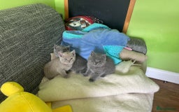British Shorthair cats for sale: Beautiful British Shorthair kittens - Image 6