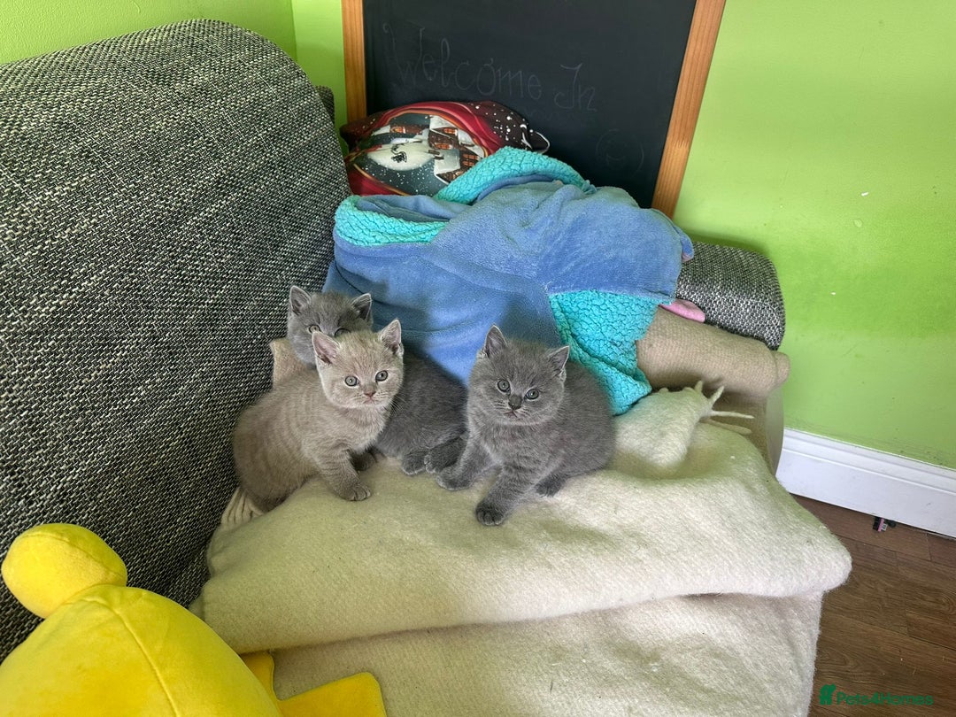 British Shorthair cats for sale: Beautiful British Shorthair kittens - Image 6