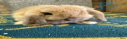 Mini Lop rabbits for sale: Mini Lop Rabbits For Sale - Advert 26