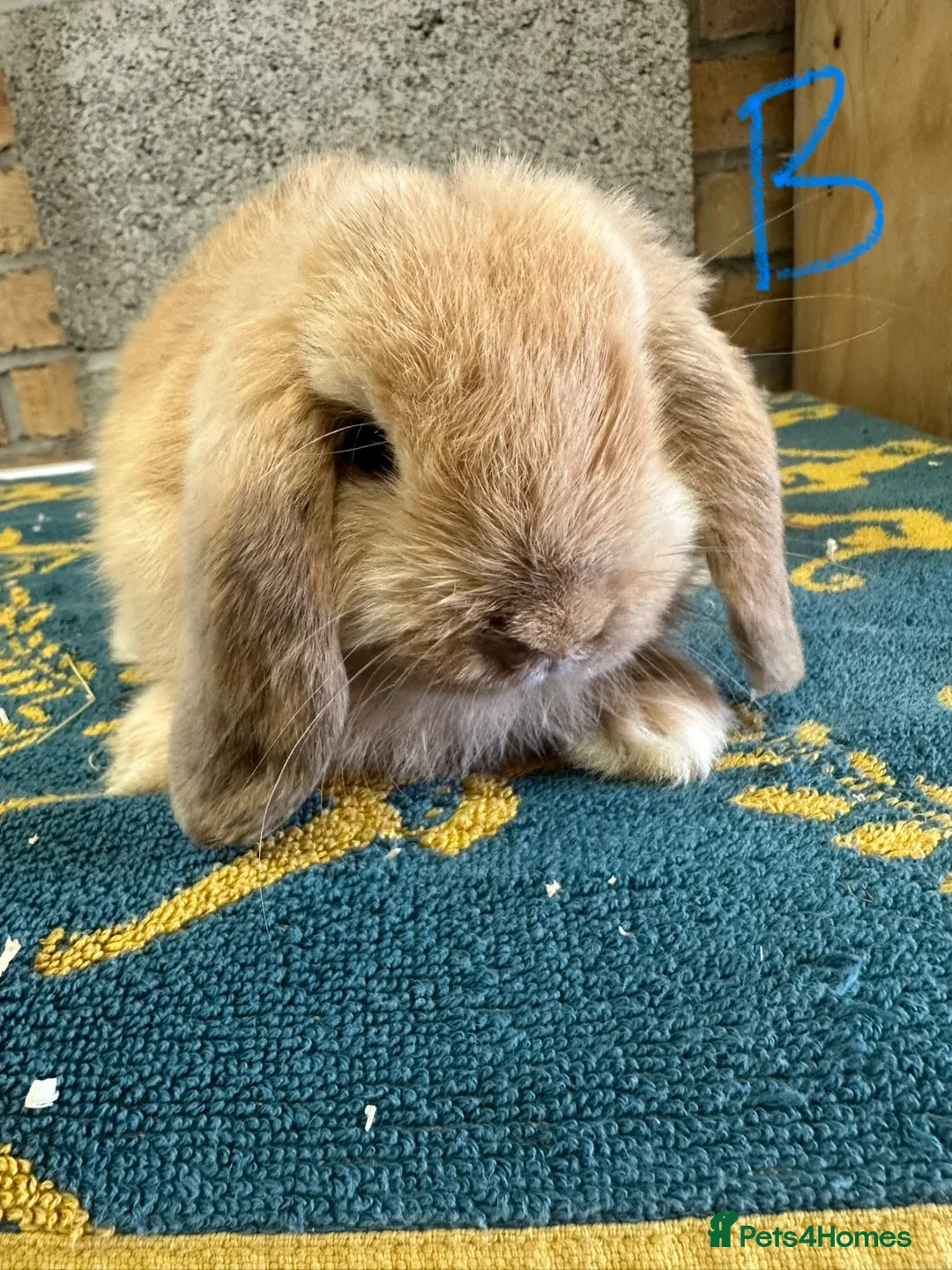 Mini Lop rabbits for sale: Mini Lop Rabbits For Sale - Advert 26