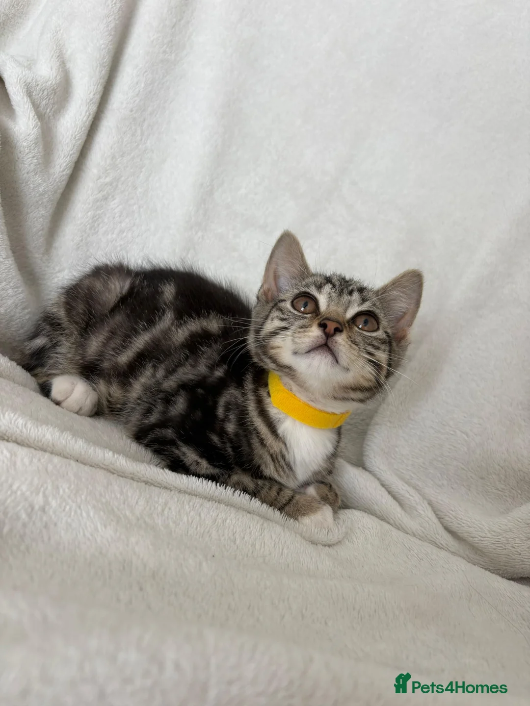 Mixed Breed cats for sale: 4 Lovely Kittens Ready To Join Your Family Today😻 - Advert 28