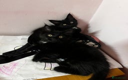 Maine Coon cats for sale: 2 sweet boys looking for new home - Image 15