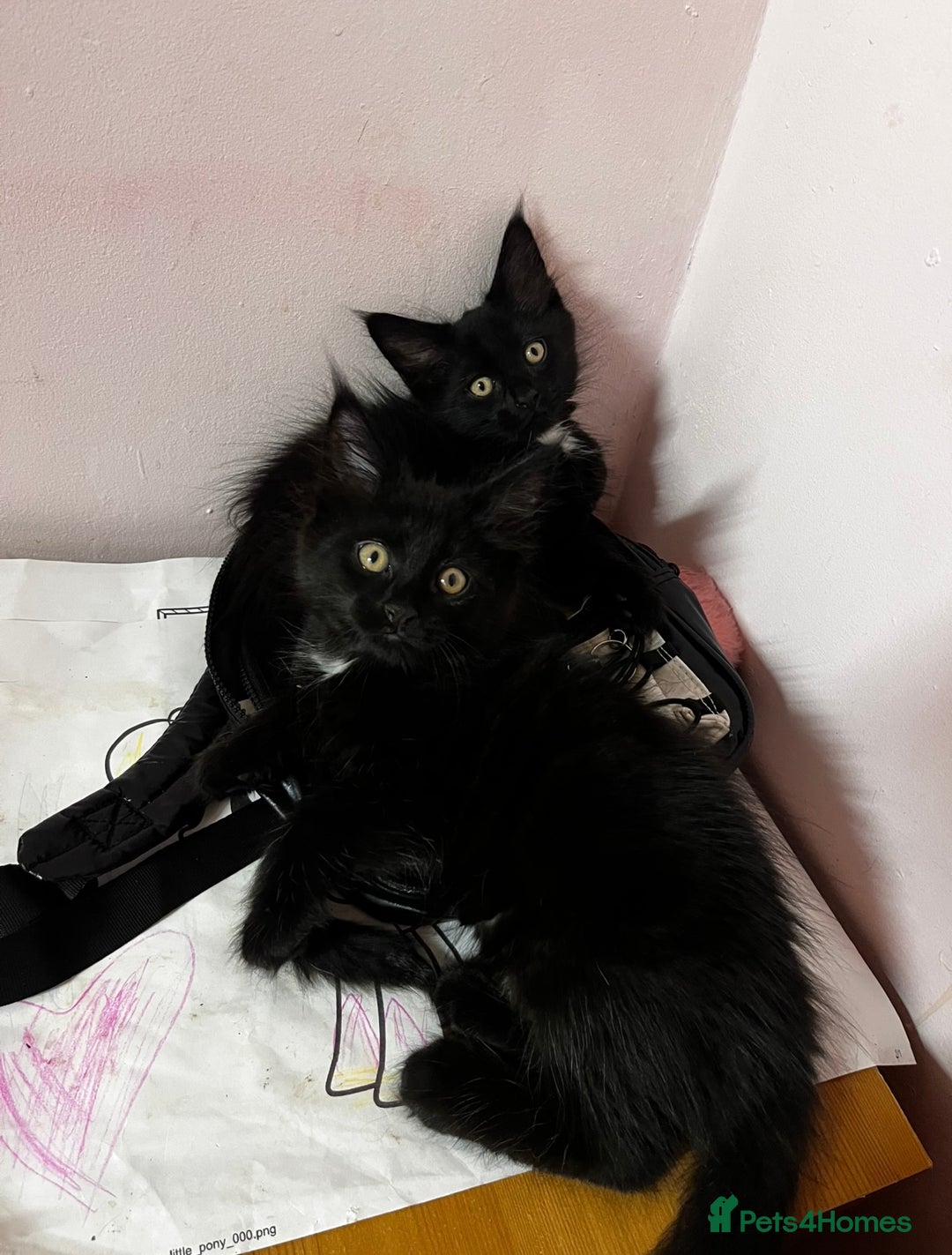 Maine Coon cats for sale: 2 sweet boys looking for new home - Image 15