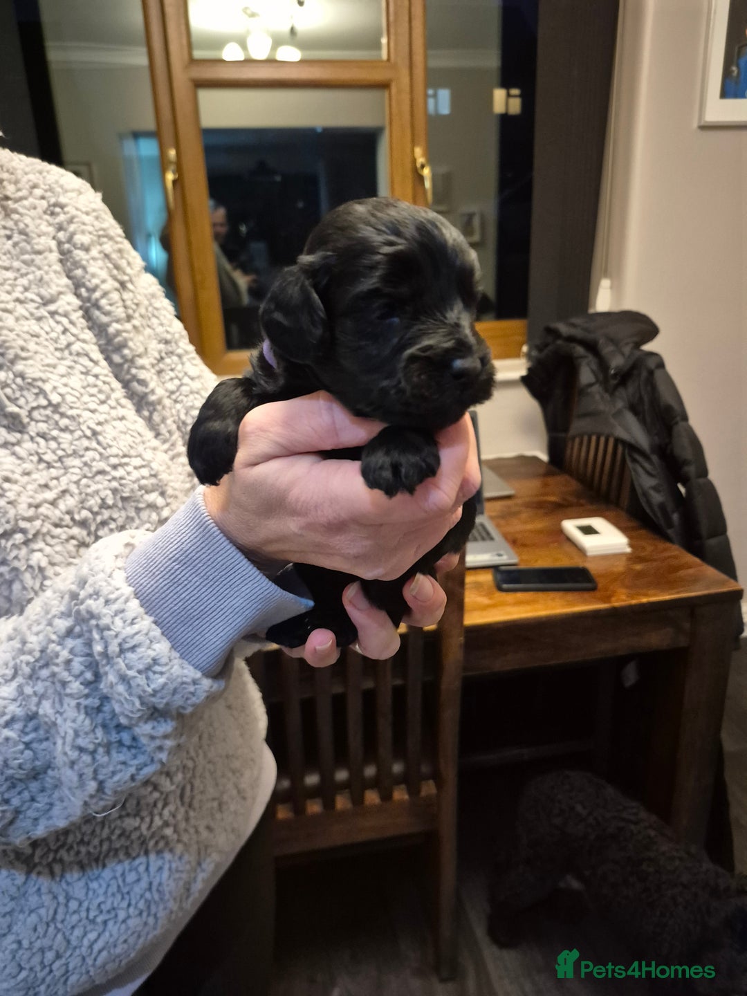 Cockapoo dogs for sale: Adorable cockapoo puppies - Advert 10