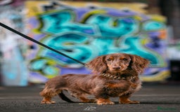 Miniature Dachshund dogs for stud: Chocolate and tan long haired stud in Bromsgrove - Image 1