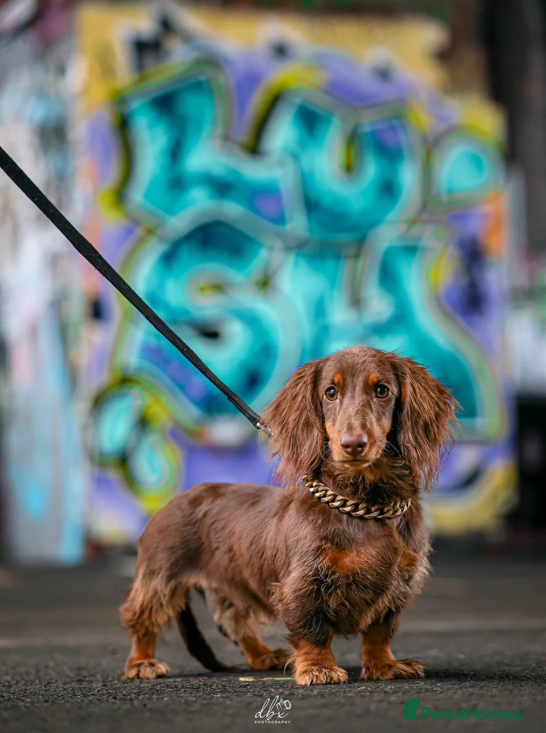 Miniature Dachshund dogs for stud: Chocolate and tan long haired stud in Bromsgrove - Advert 1