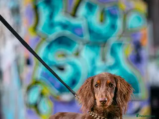 Miniature Dachshund dogs Chocolate and tan long haired stud in Bromsgrove - Advert 5