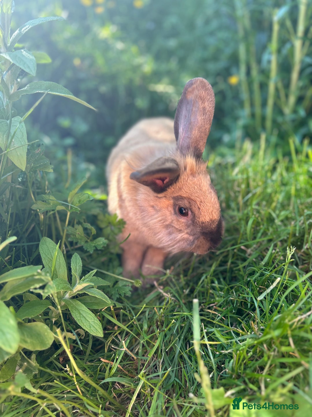 Mixed Breed rabbits for sale: Beautiful bonded sisters 2yrs old. - Advert 6