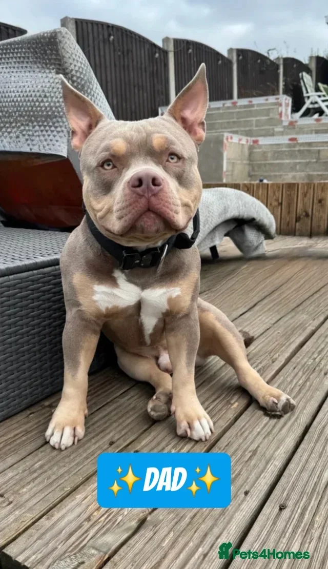 American Bully dogs for sale: ✨️💖American Bully (pocket) Puppies💖✨️ - Advert 4