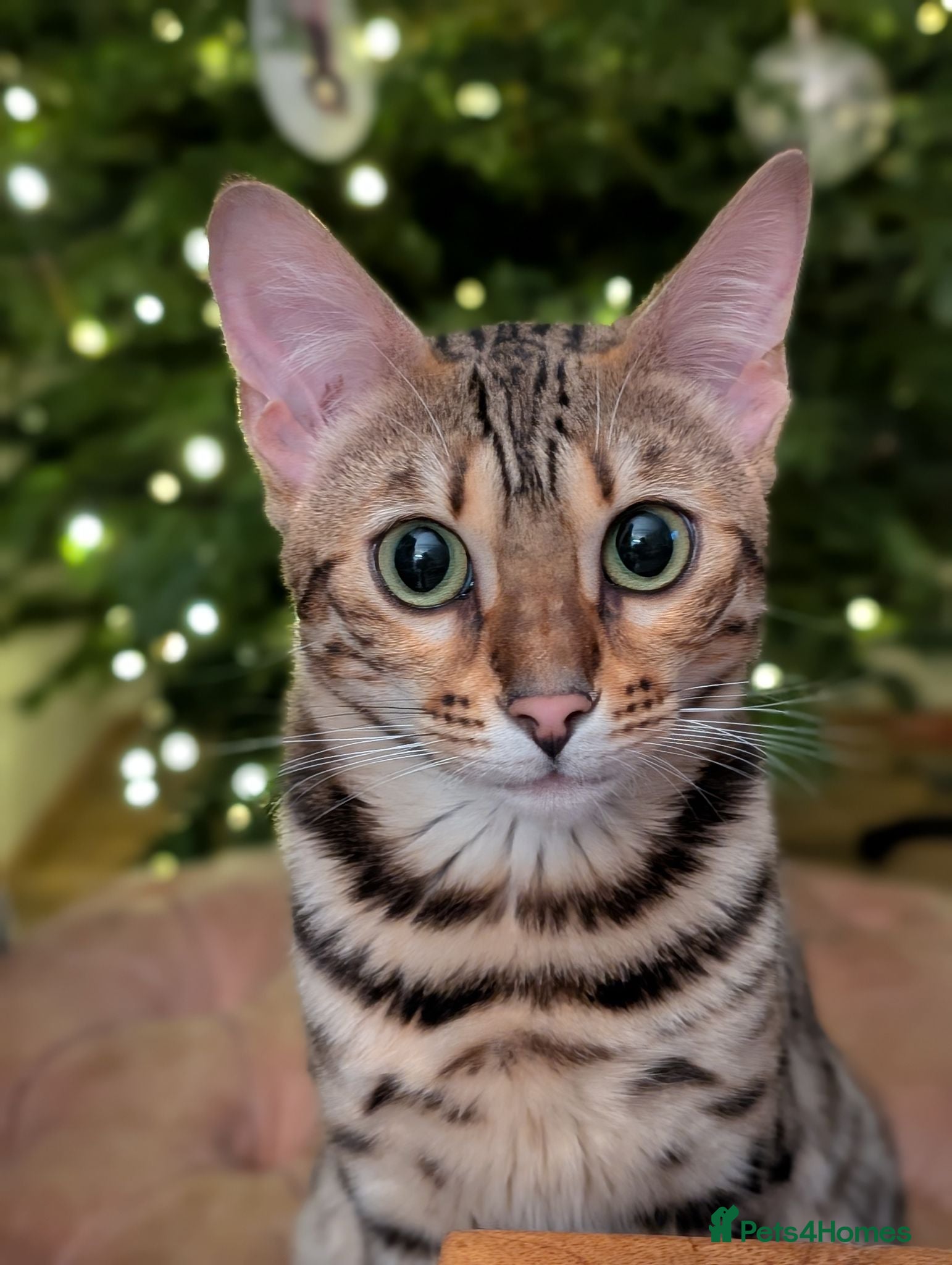Bengal cats Trixie  - Advert 1