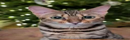 Bengal cats for sale: Trixie  in Rochdale - Advert 1