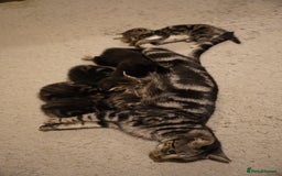 Mixed Breed cats for sale: Mixed breed  - Advert 13