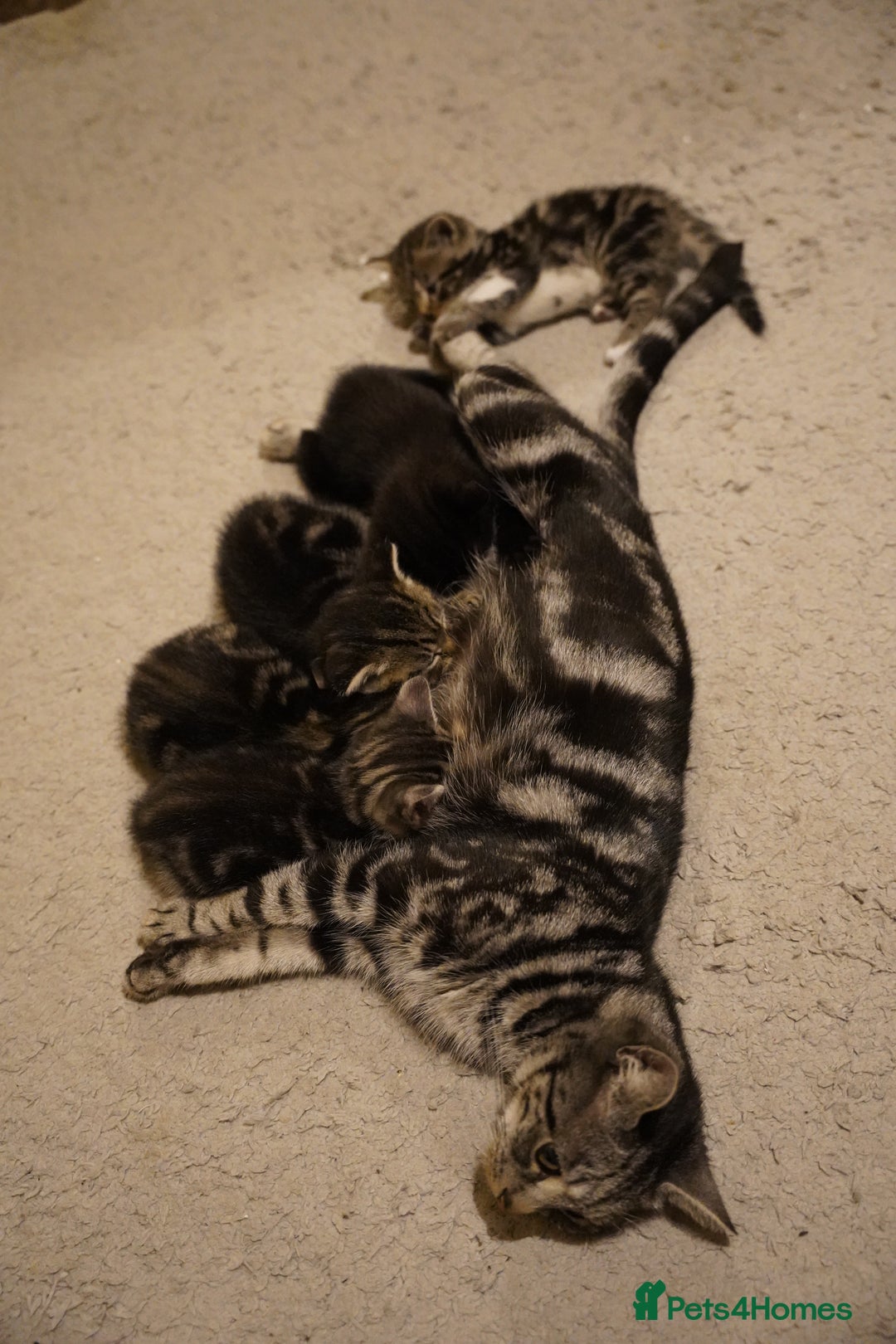 Mixed Breed cats for sale: Mixed breed  - Advert 13