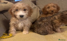Cockapoo dogs for sale: 🐶 F1 Cockerpoo Puppies 🐶 - Image 2