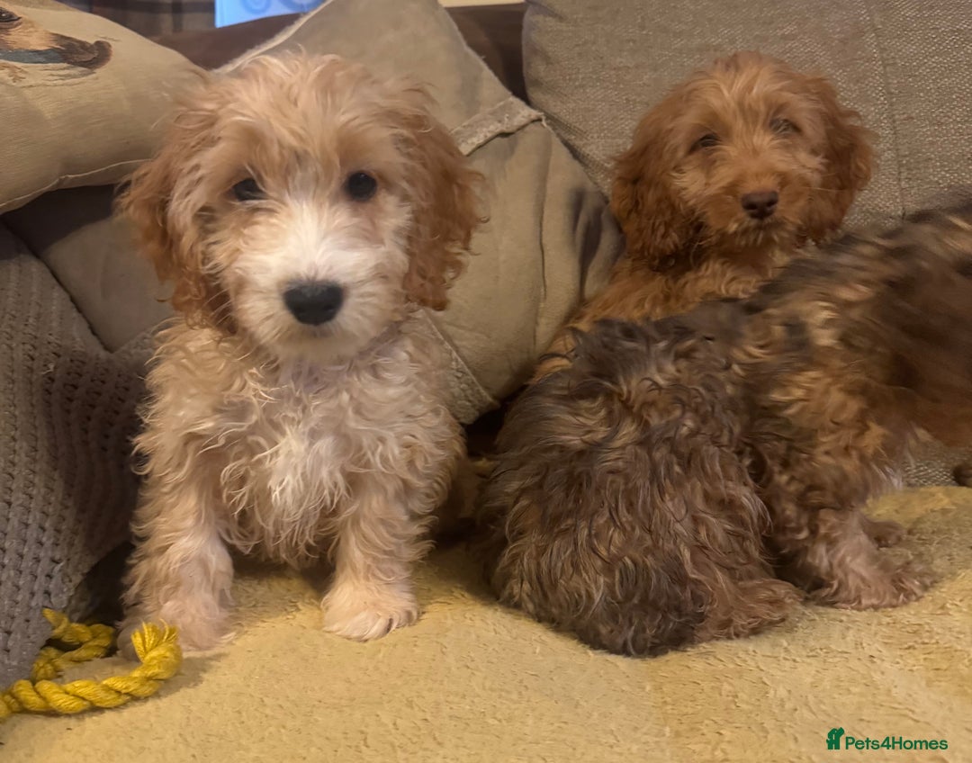 Cockapoo dogs for sale: 🐶 F1 Cockerpoo Puppies 🐶 - Image 2