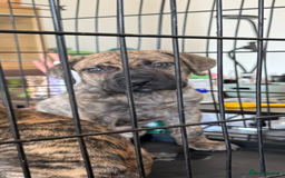 Mixed Breed dogs for sale: ROXY AND HAZARD FEMALES ASBO MALE  - Image 6