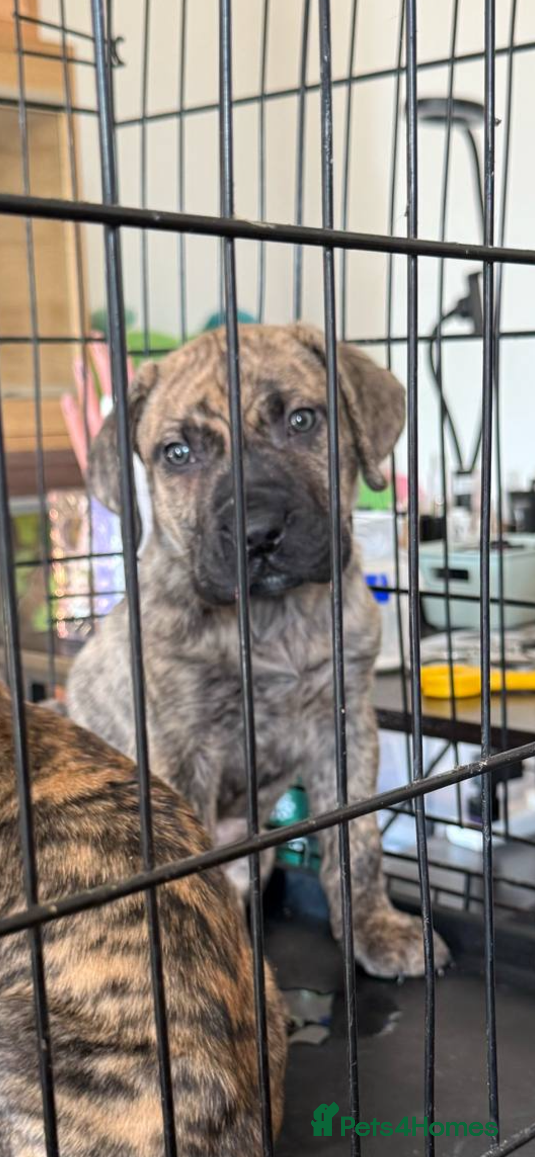 Mixed Breed dogs for sale: ROXY AND HAZARD FEMALES ASBO MALE  - Image 6