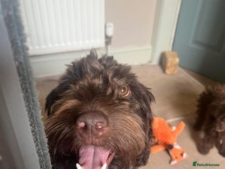 Cockapoo dogs - Advert 18