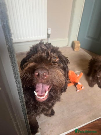 Cockapoo dogs - Advert 2